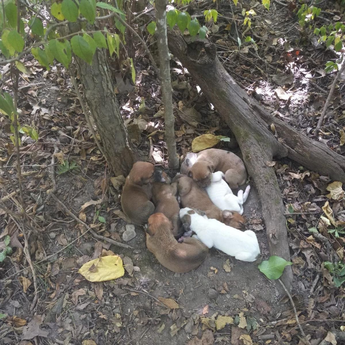 puppies laying near tree