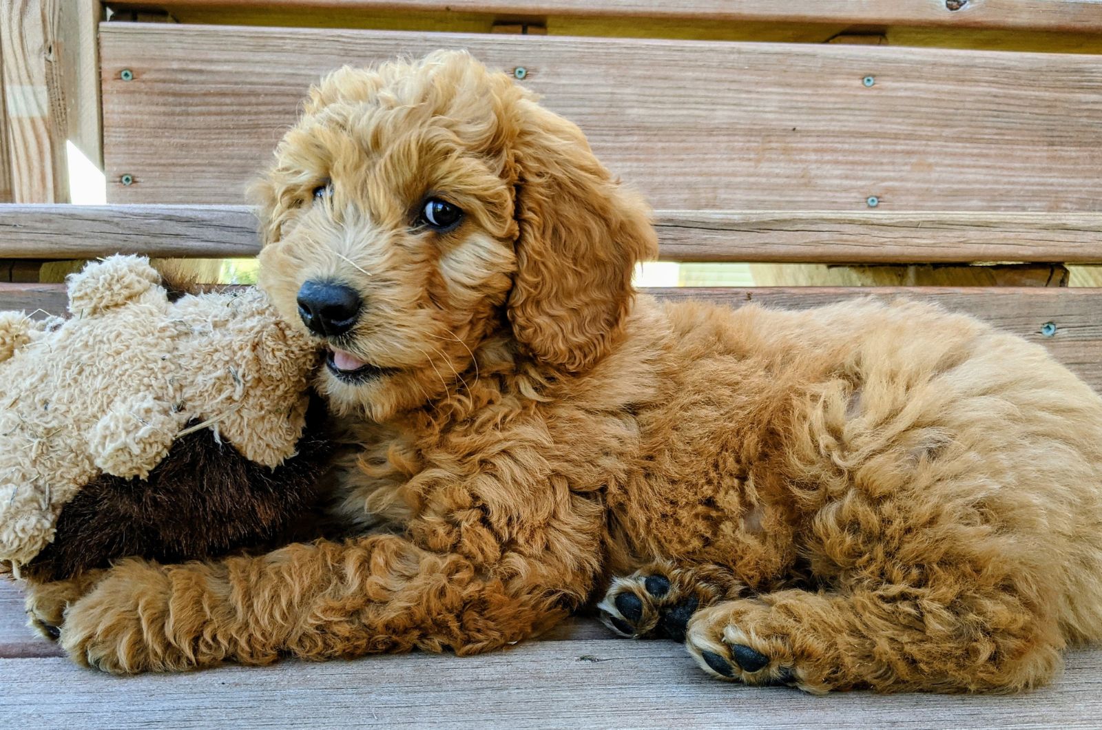 puppy and teddy bear