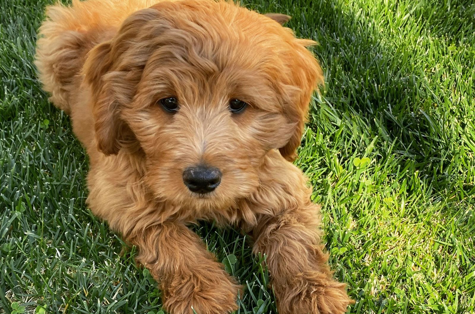 puppy lying in grass