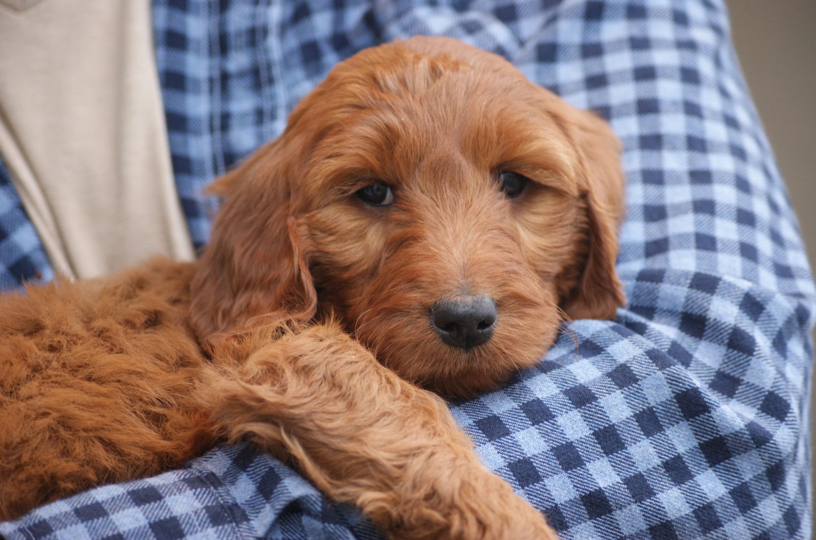 puppy lying in mans heart