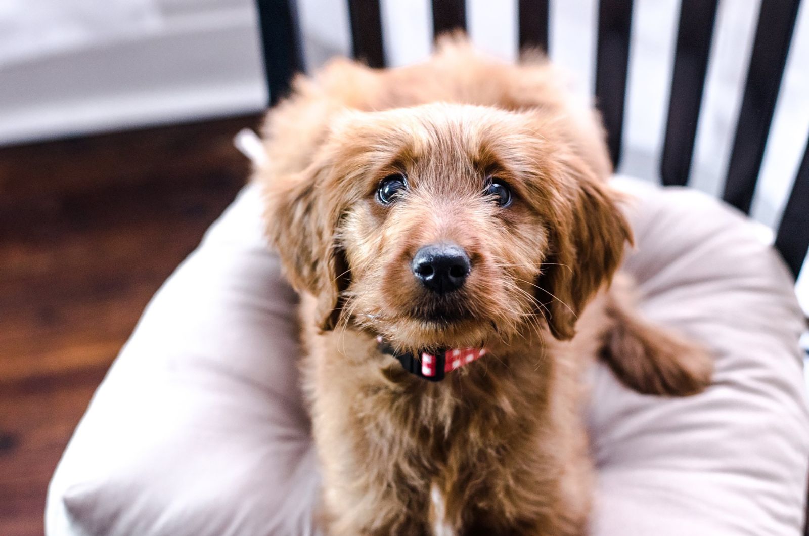 puppy lying on a pillow