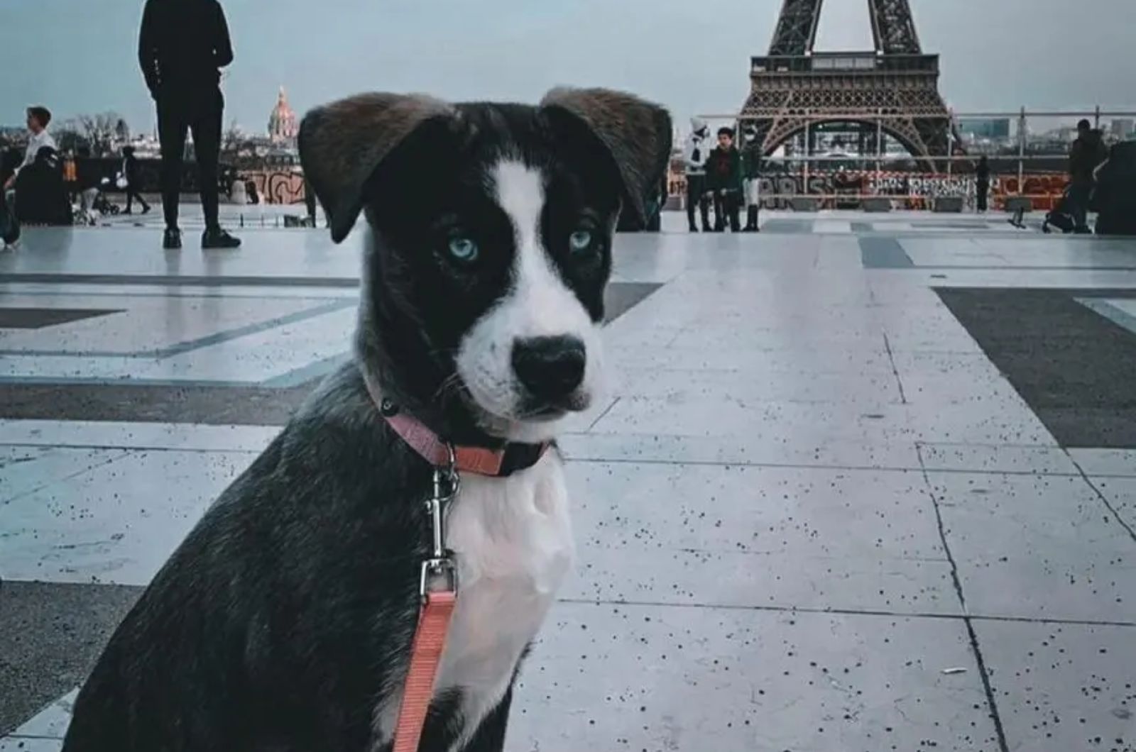 puppy posing for camera