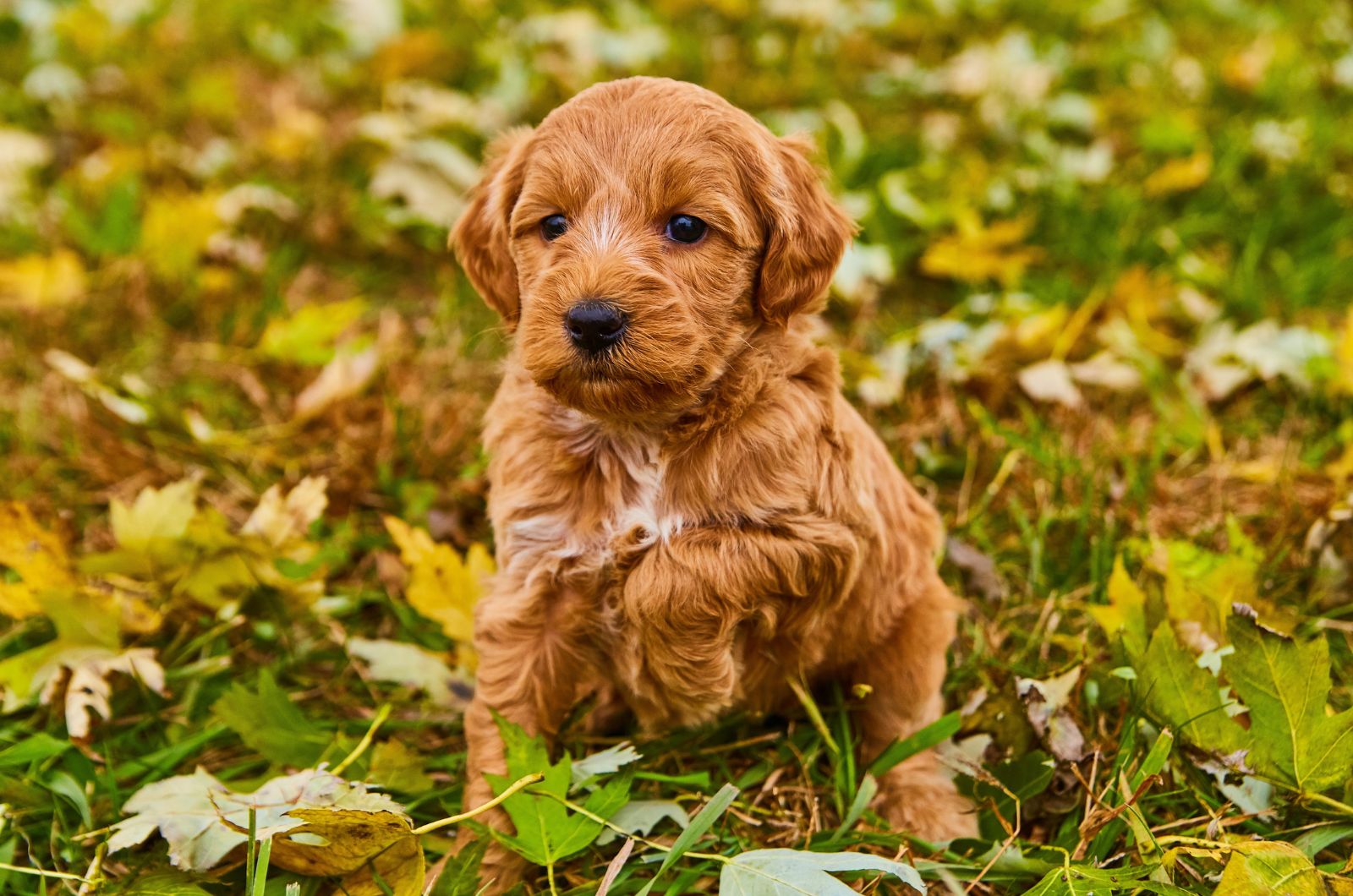 puppy sitting in leaves