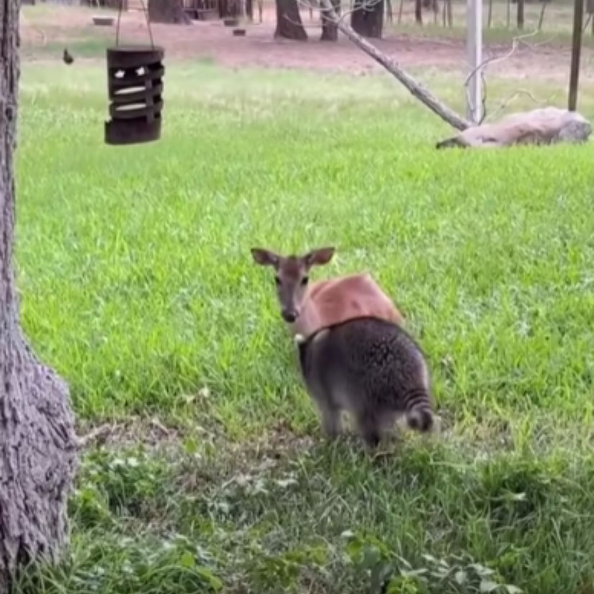 raccoon approaching deer