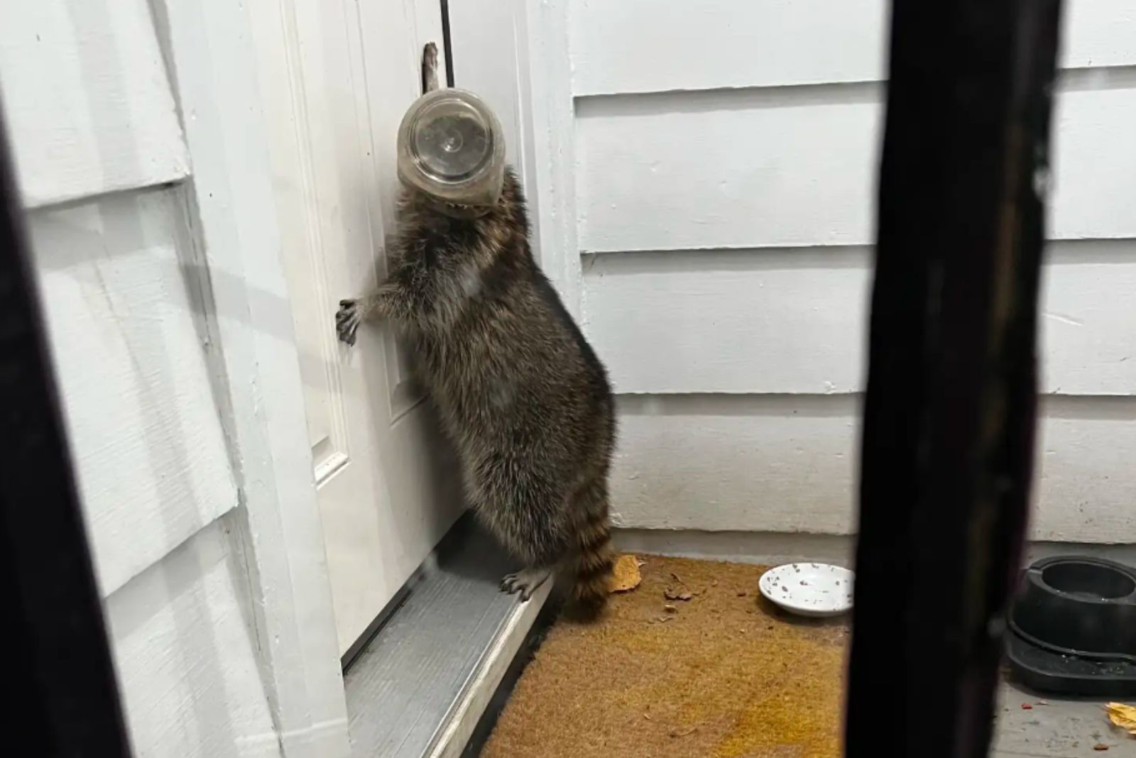 raccoon at the door