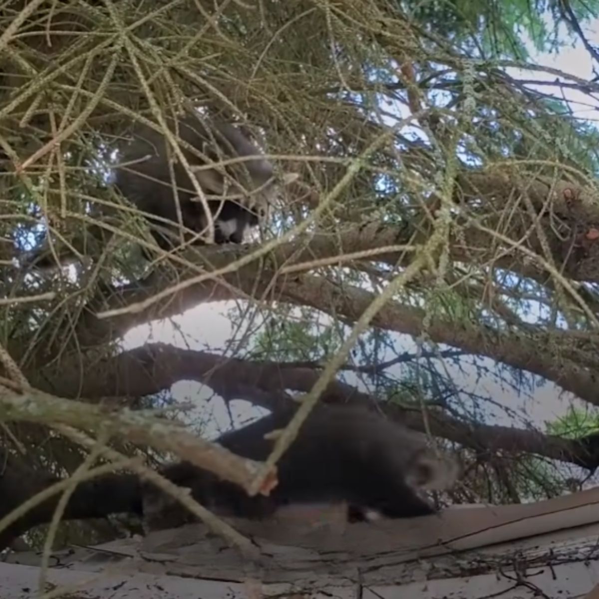 raccoon climbing on the tree