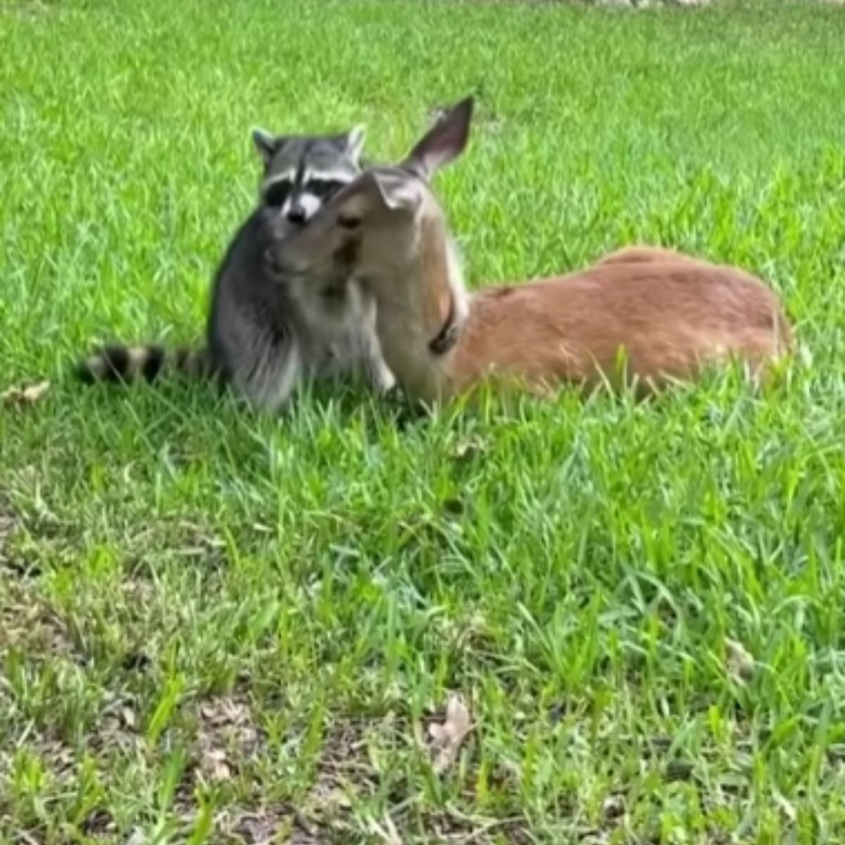 raccoon cuddling deer