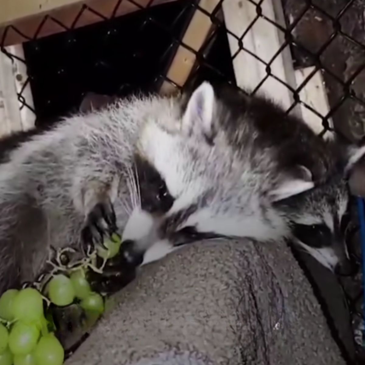 raccoon eating grapes