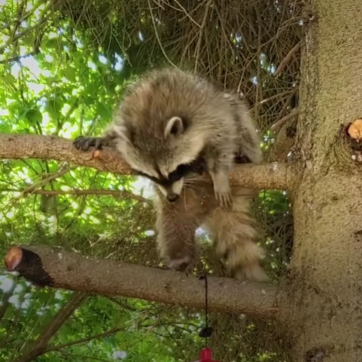 raccoon hanging on the tree