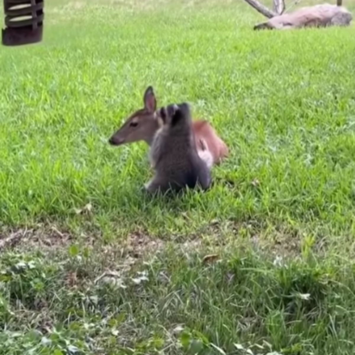 raccoon hugs deer