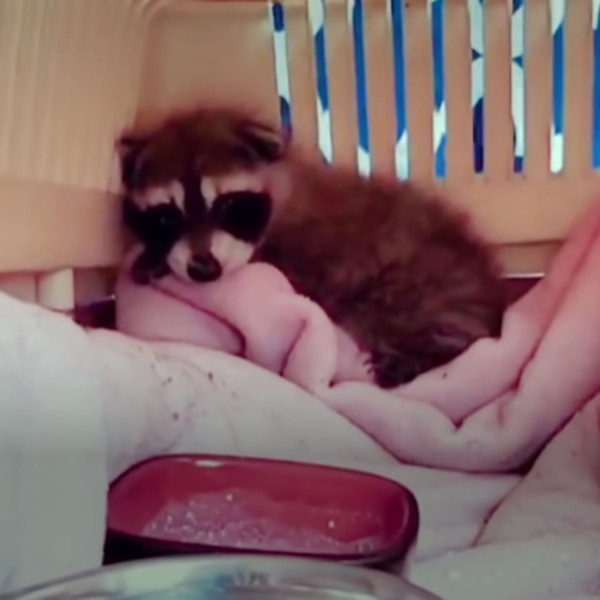 raccoon in a box laying on blanket