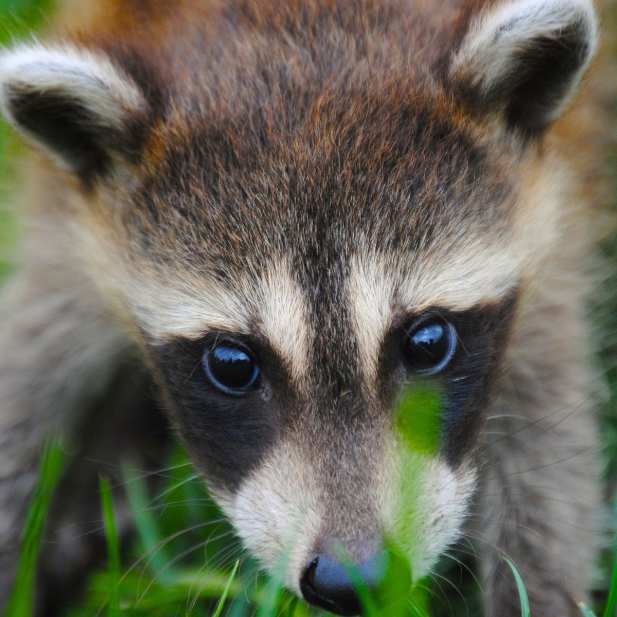 raccoon in grass