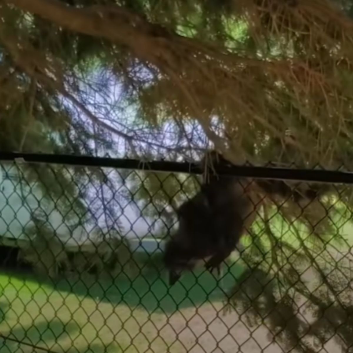 raccoon jumping on the fence