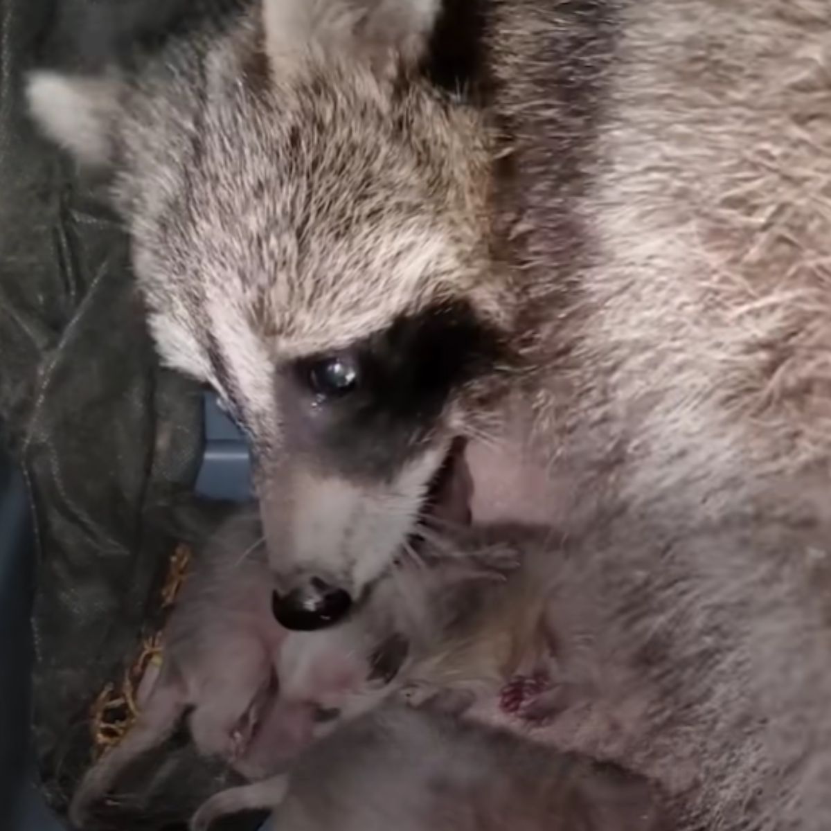 raccoon laying