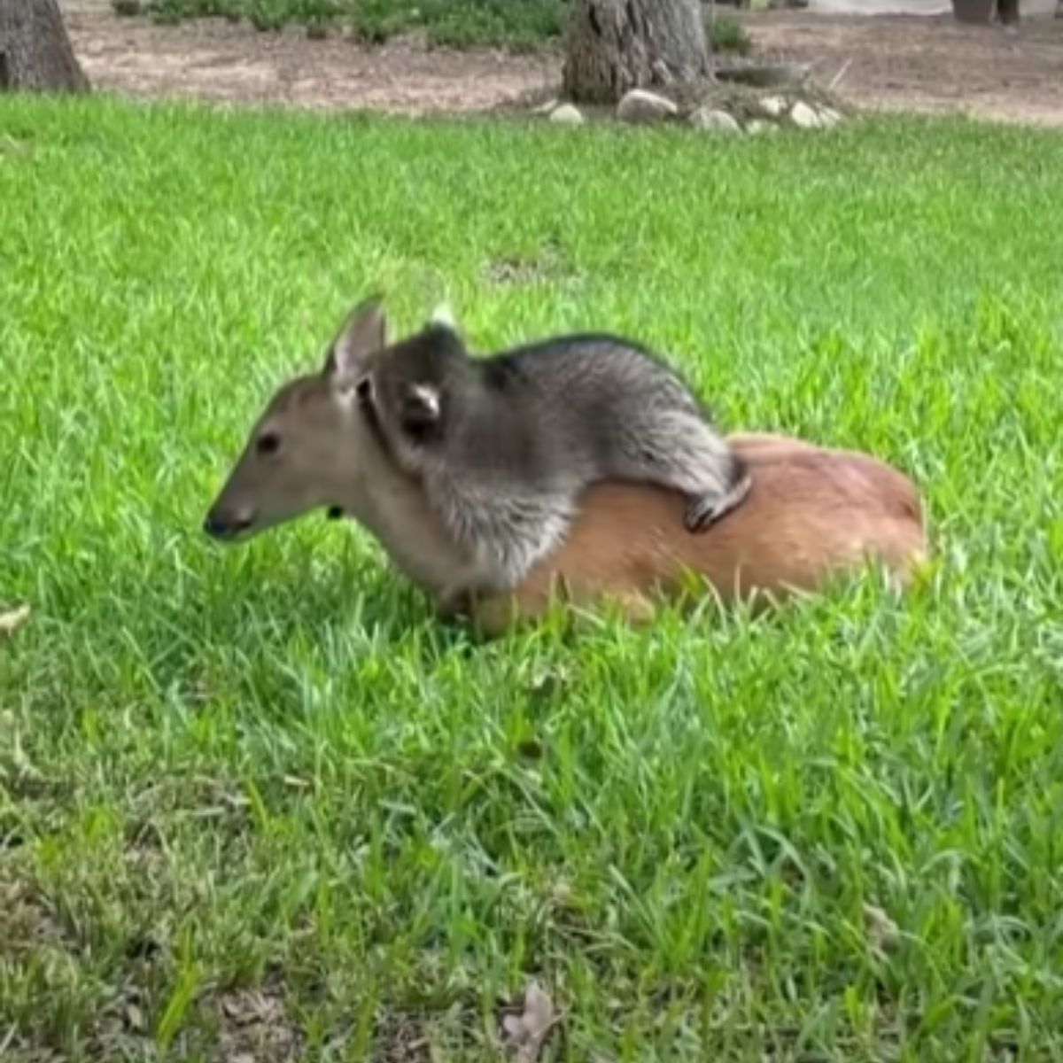 raccoon lying on deer