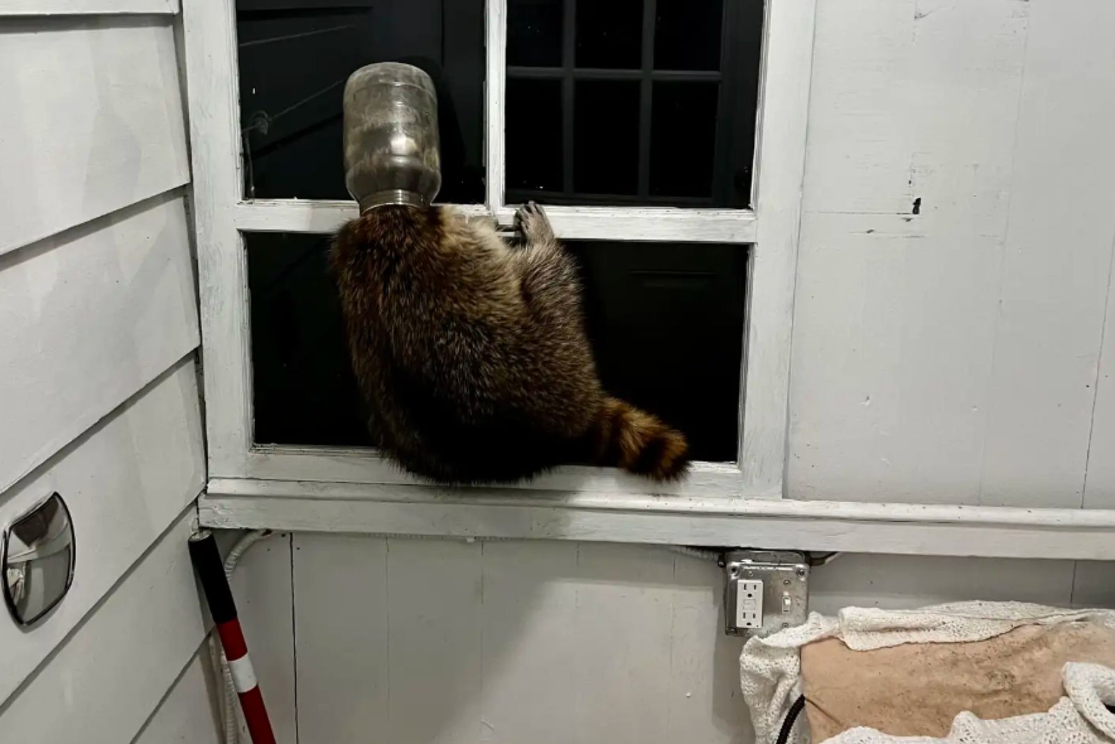 raccoon on a window sill