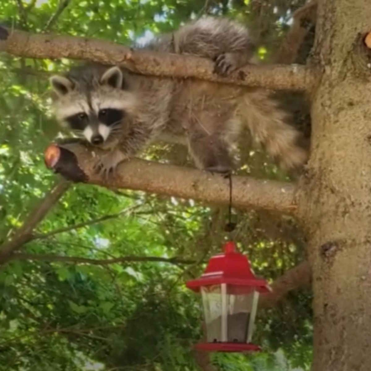 raccoon on the tree