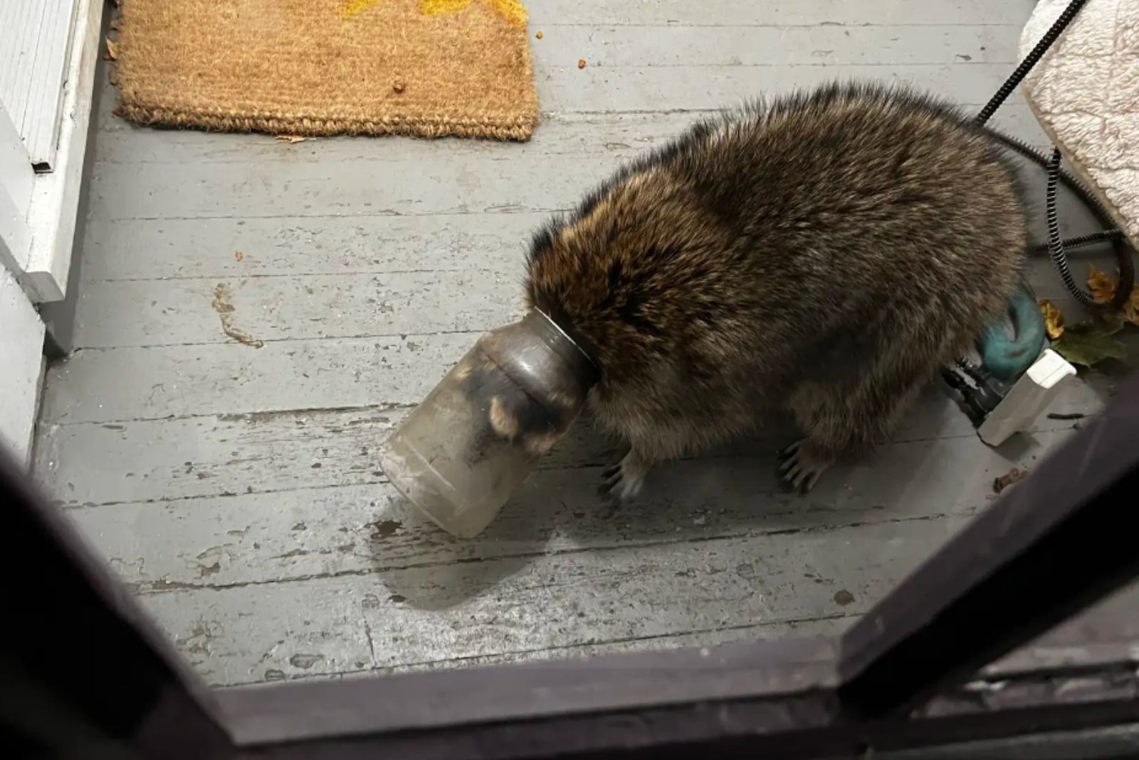 raccoon stuck in a jar