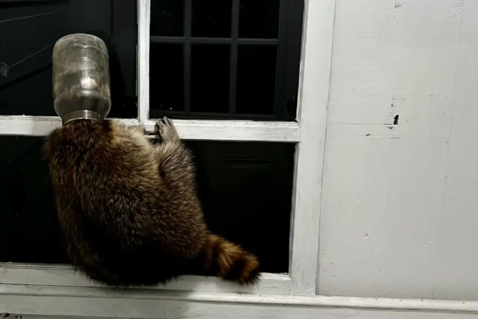 raccoon with a jar on his head