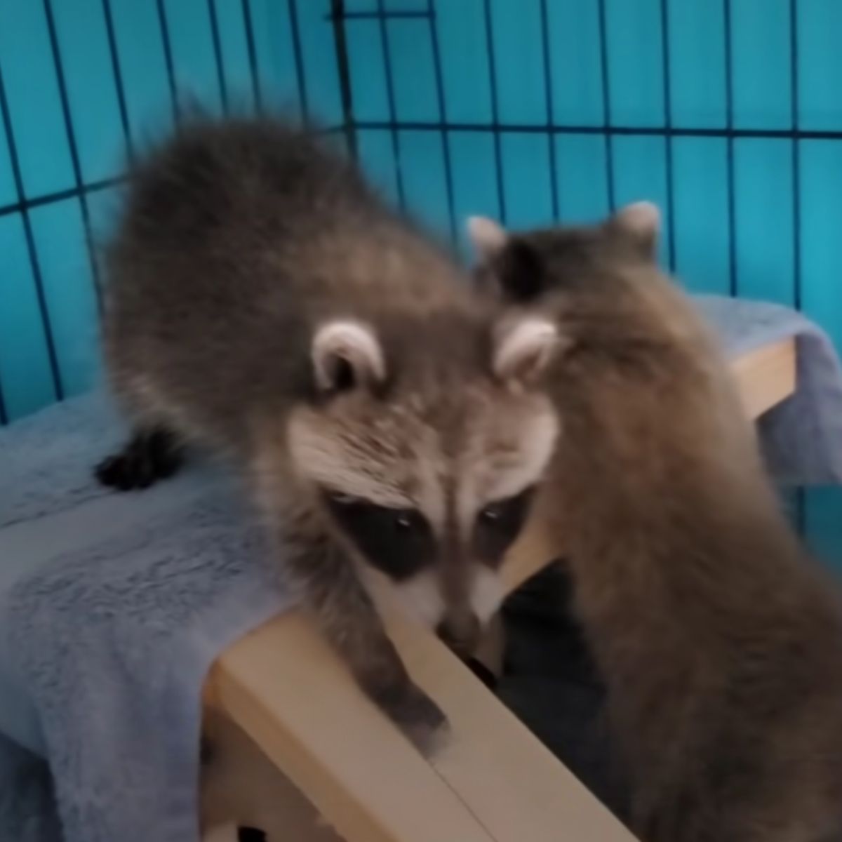 raccoons walking in cage