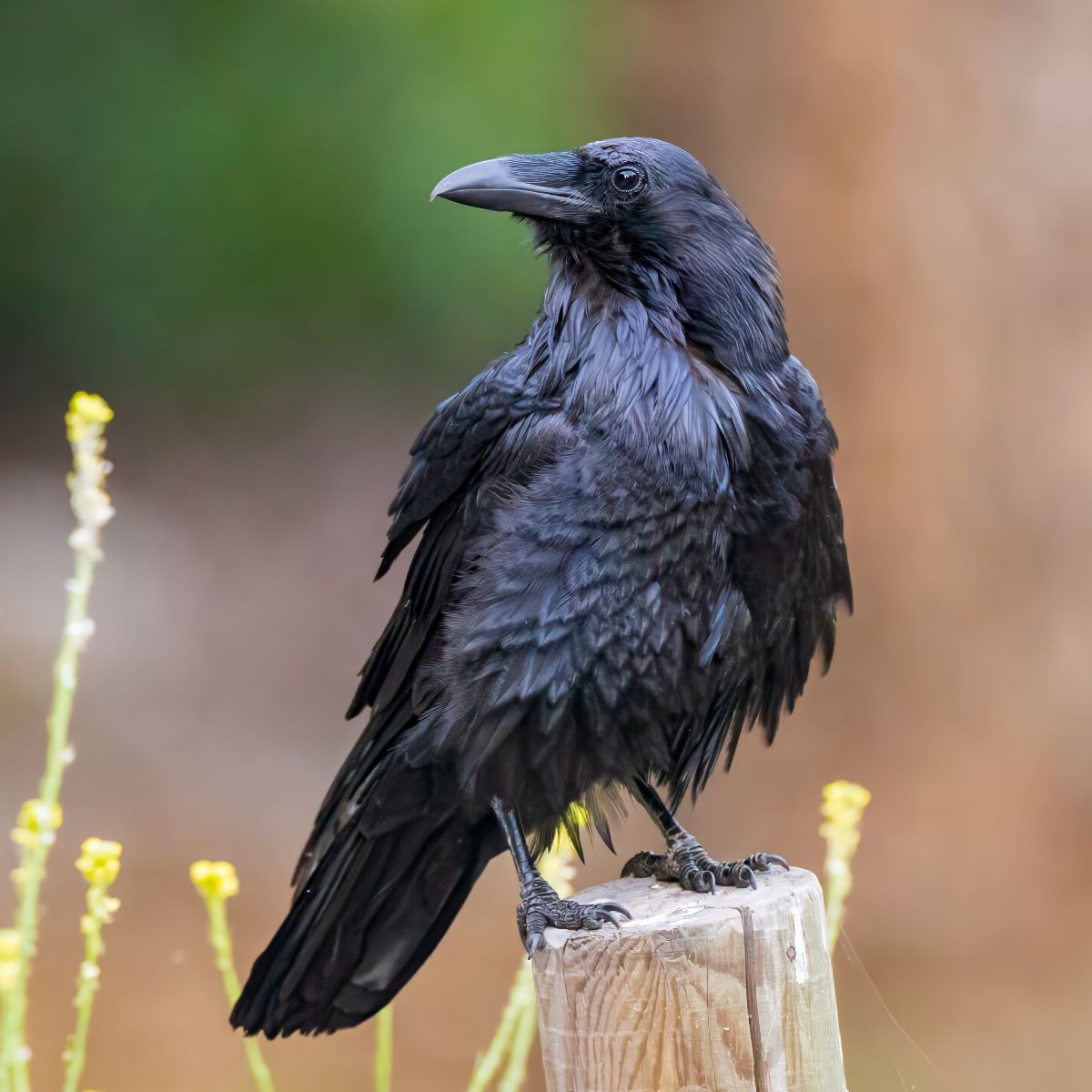 raven standing on wood