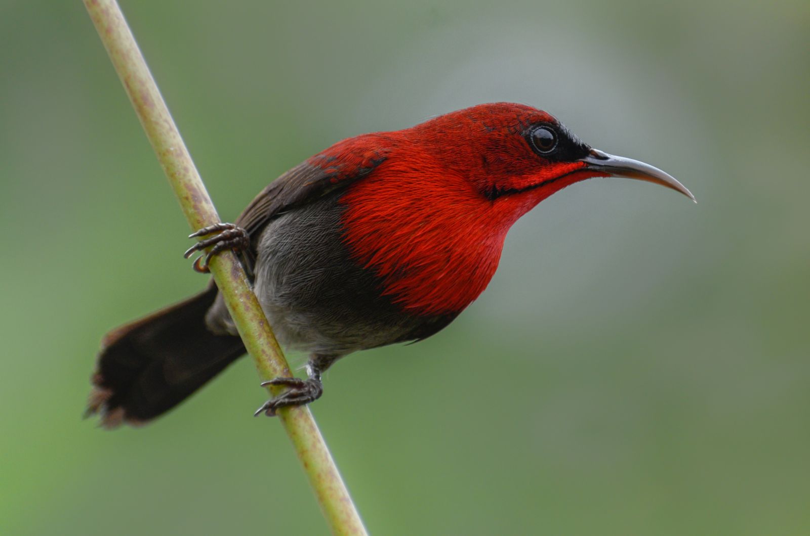 red sunbird with long beak