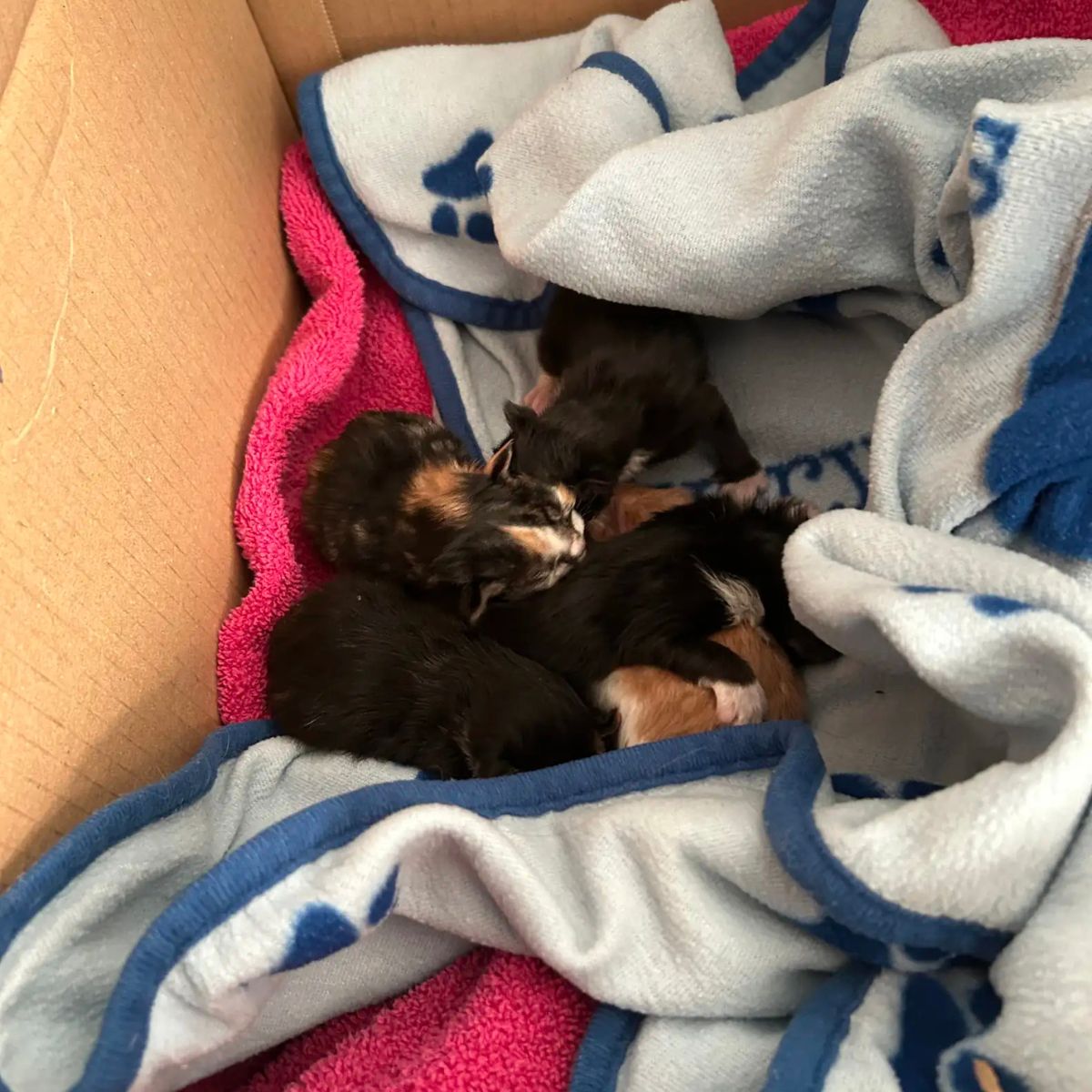 rescued kittens lying on a blanket