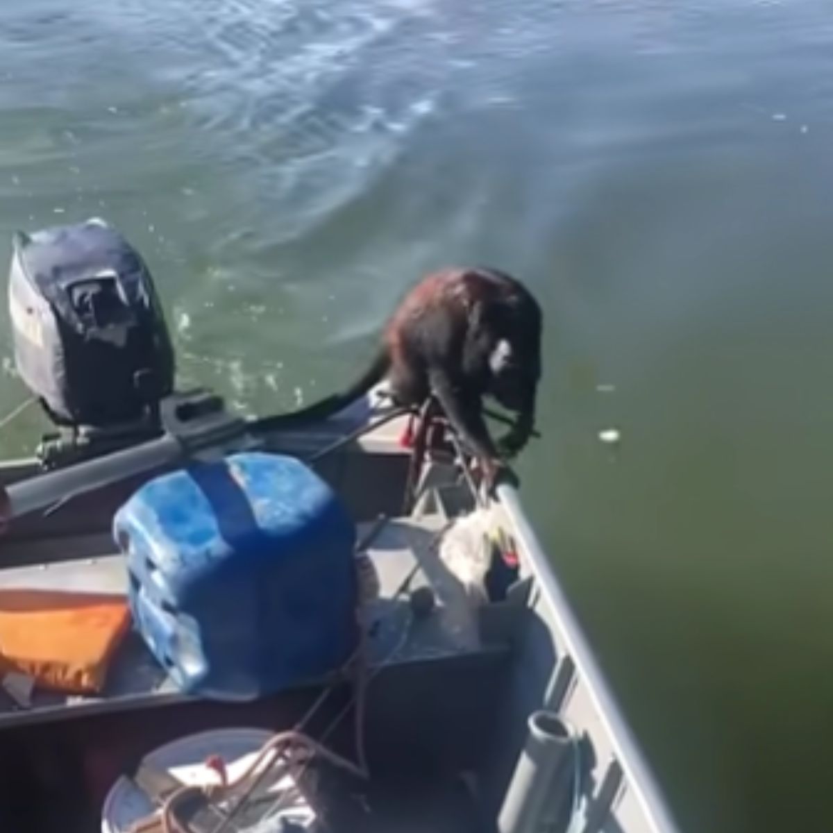 rescued monkey on the boat