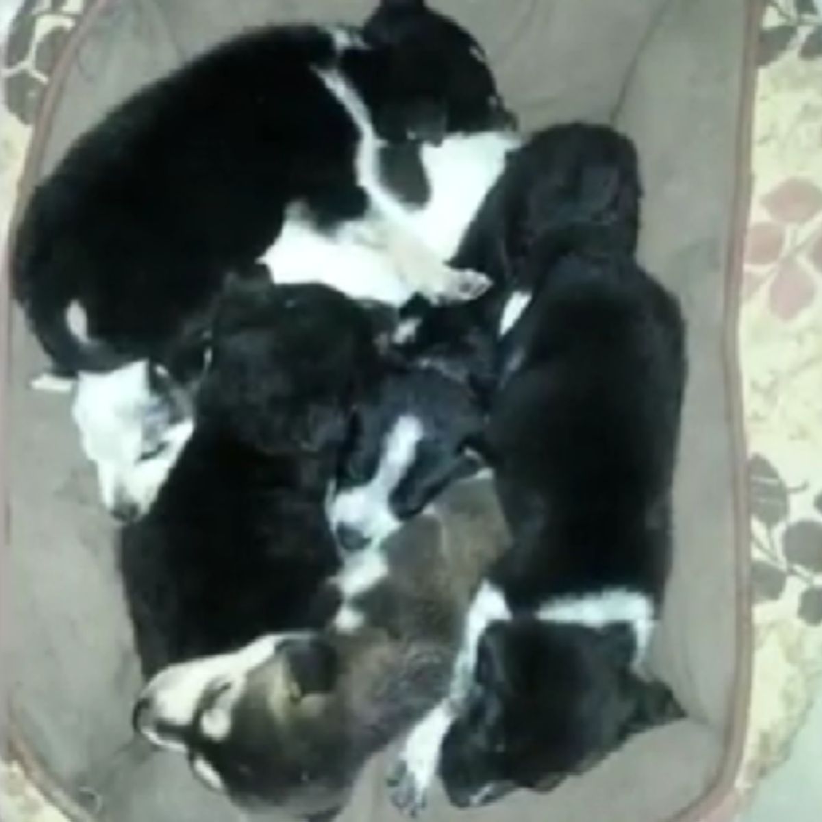 rescued puppies sleeping