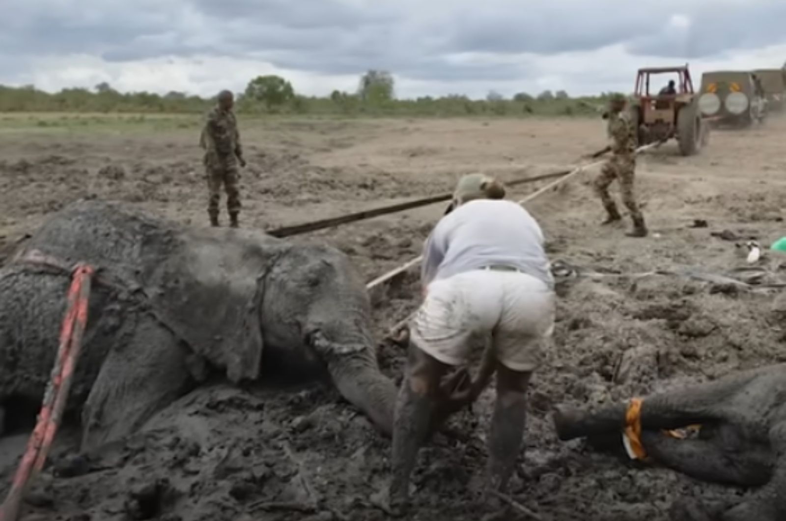 rescuing elephant from the mud