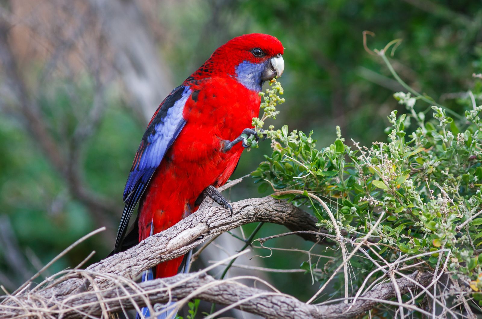 rosella bird on a tree