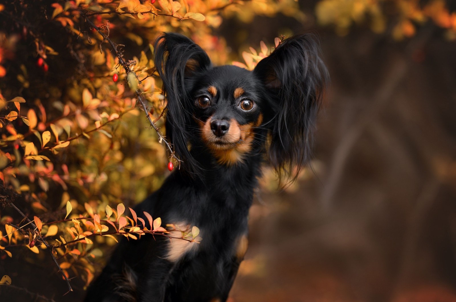 russian toy terrier