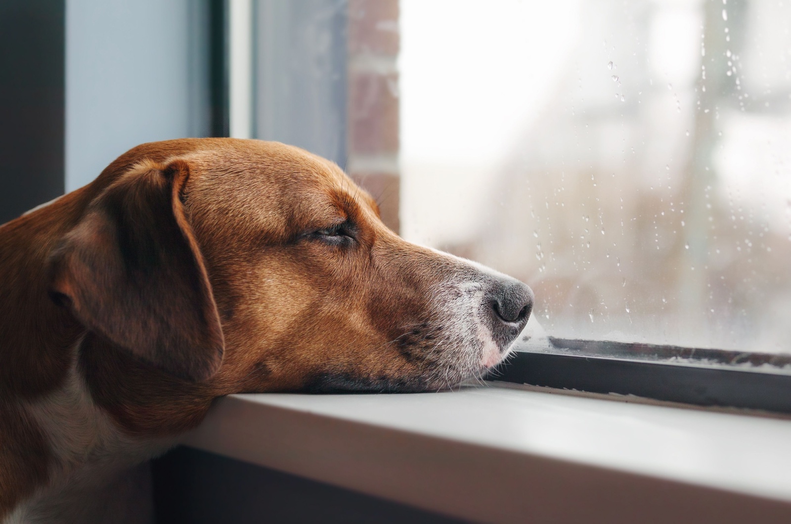 sad dog looking out of window