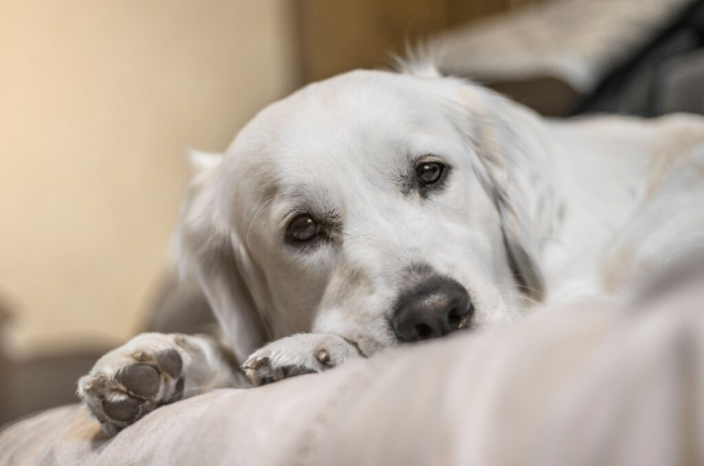 sad labrador