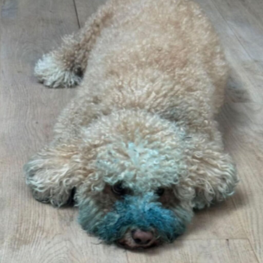 sad poodle with blue around the mouth