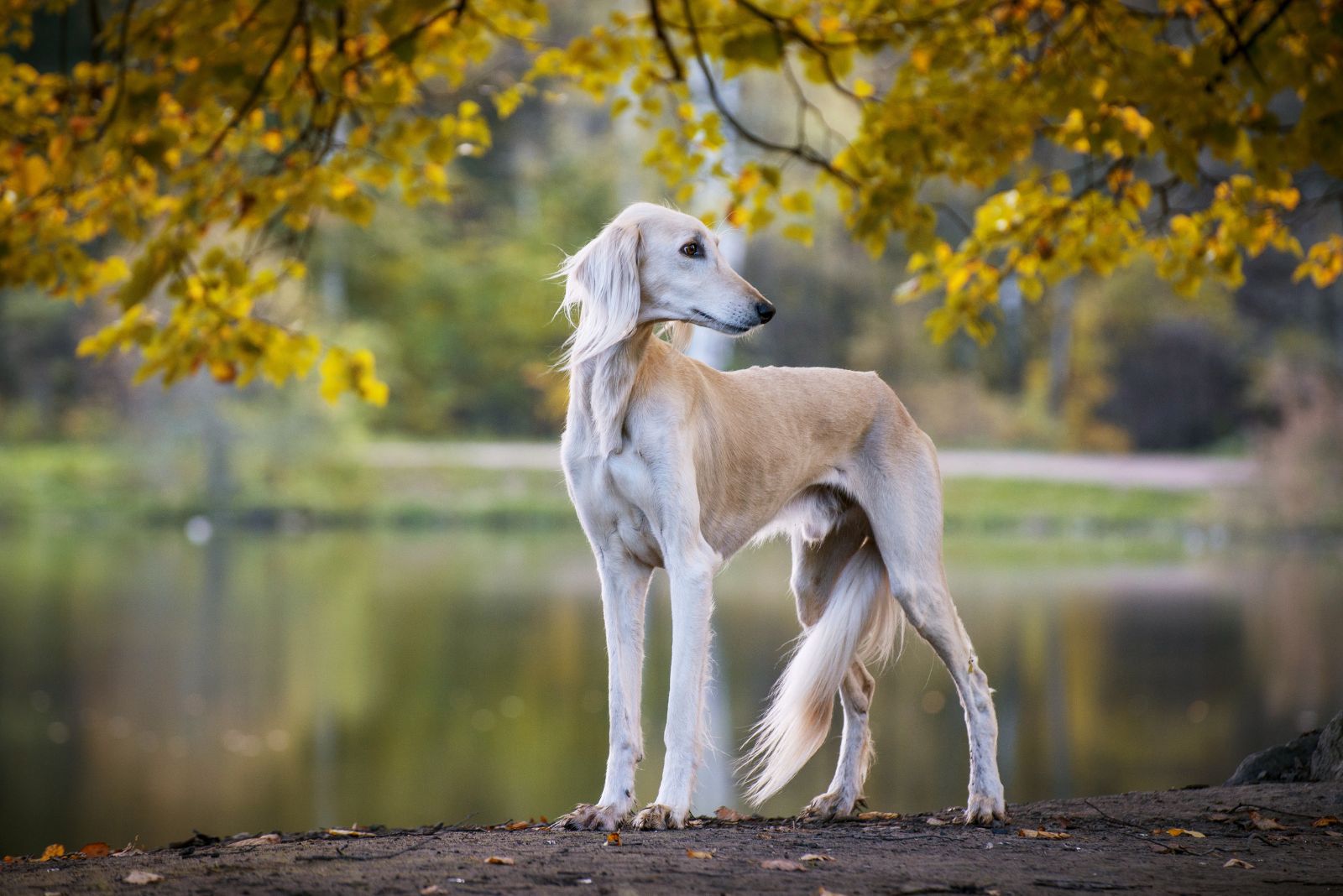 saluki dog