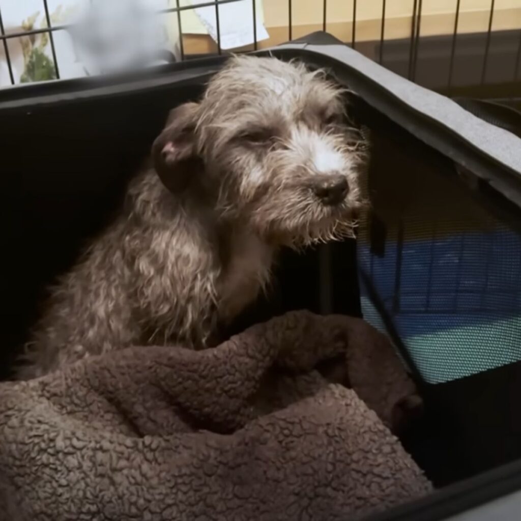 scared dog in a cage