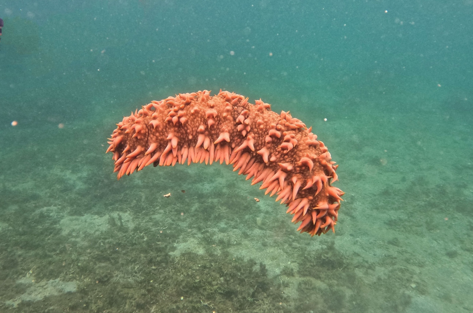 sea cucumber
