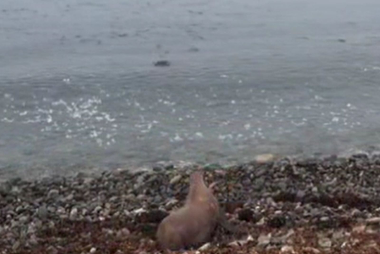 sea lion and sea