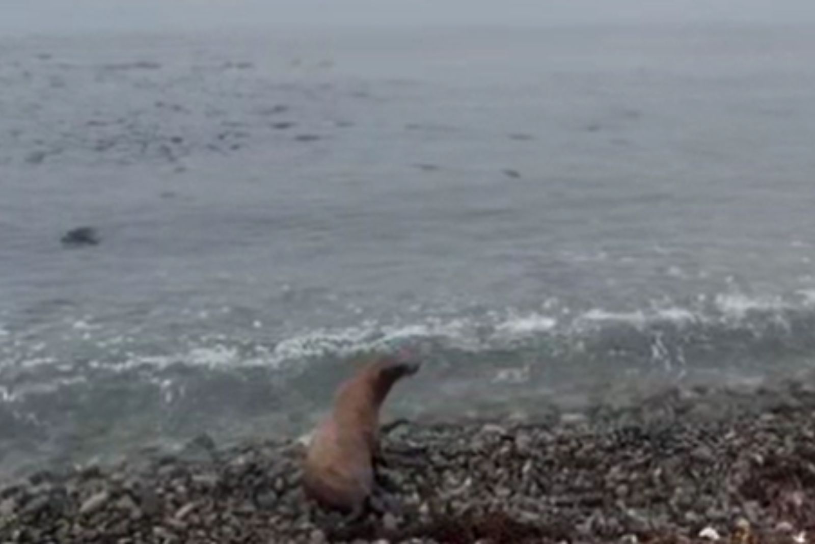 sea lion near sea