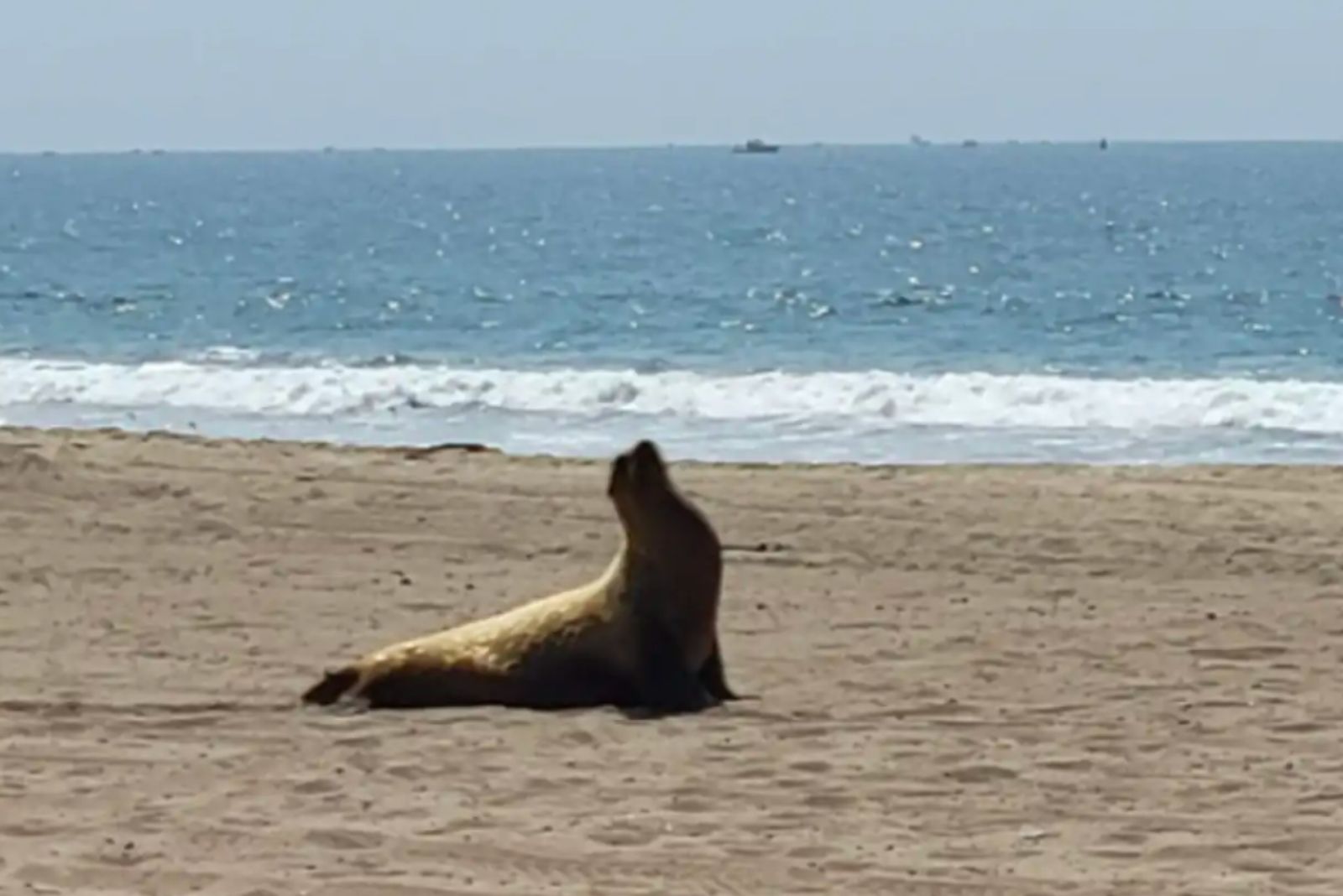 sea lion on a beach