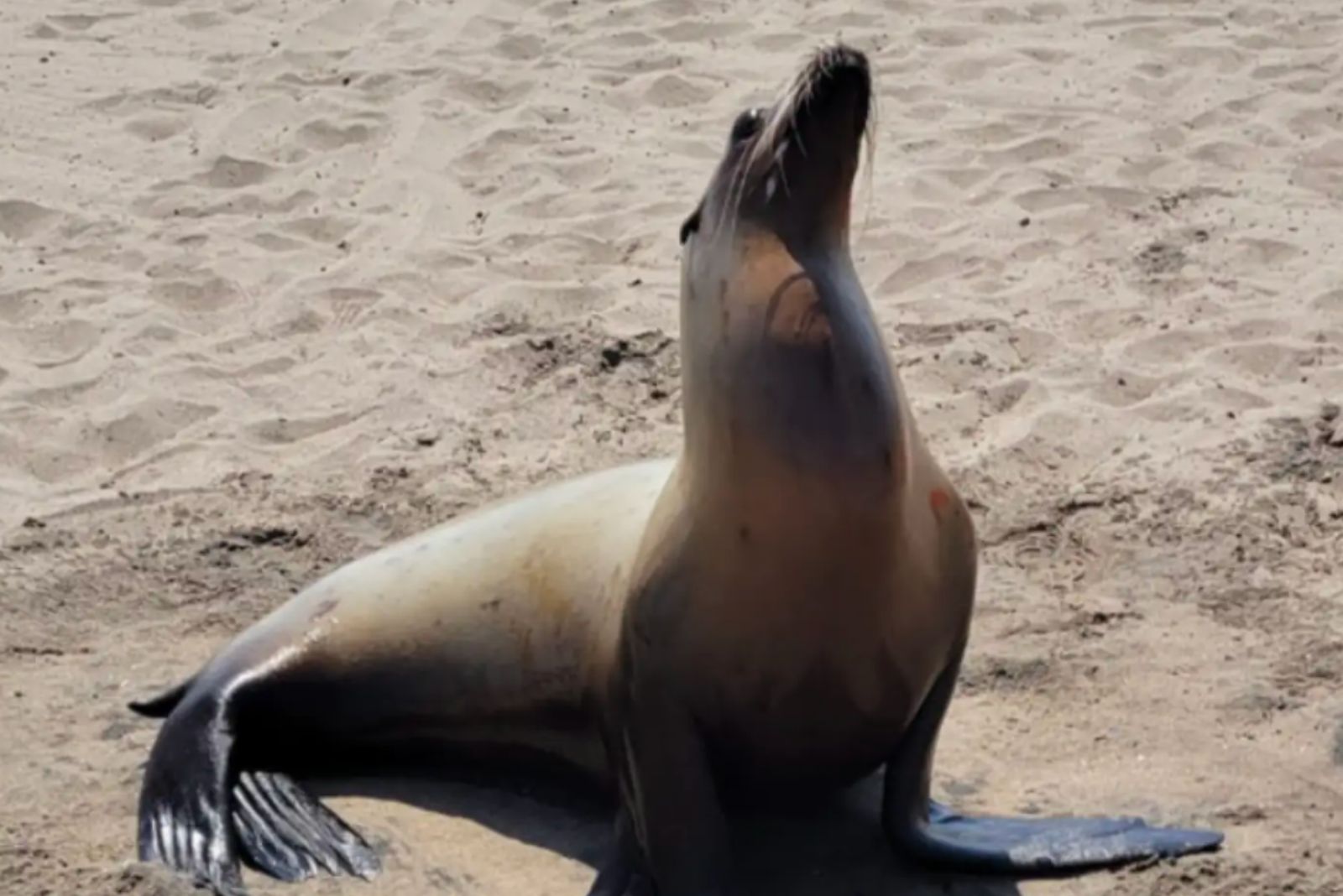 sea lion