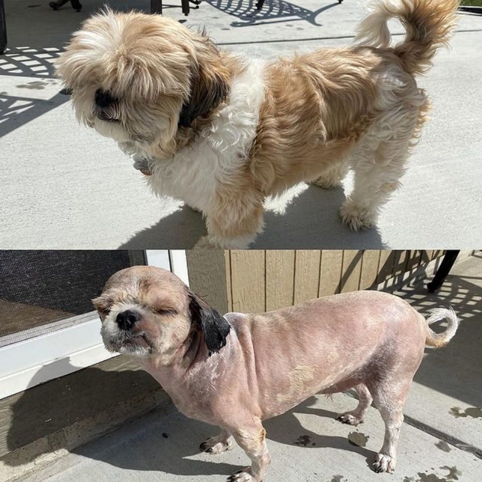 shaved Shih Tzu