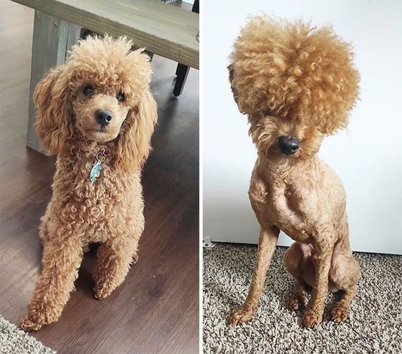 shaved dog with funny hairstyle