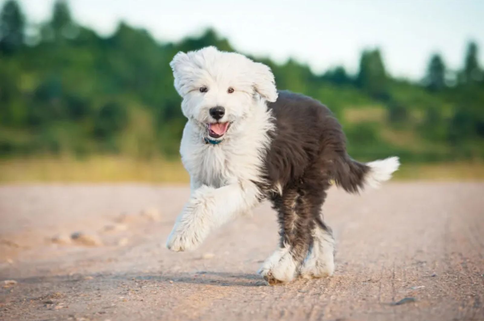 sheep dog