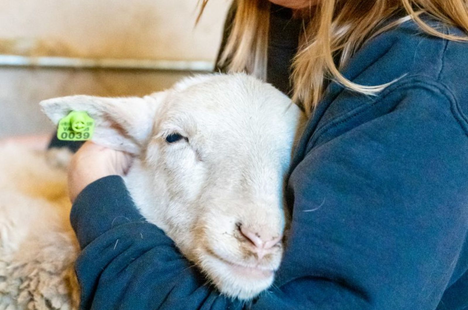 sheep in womans hug