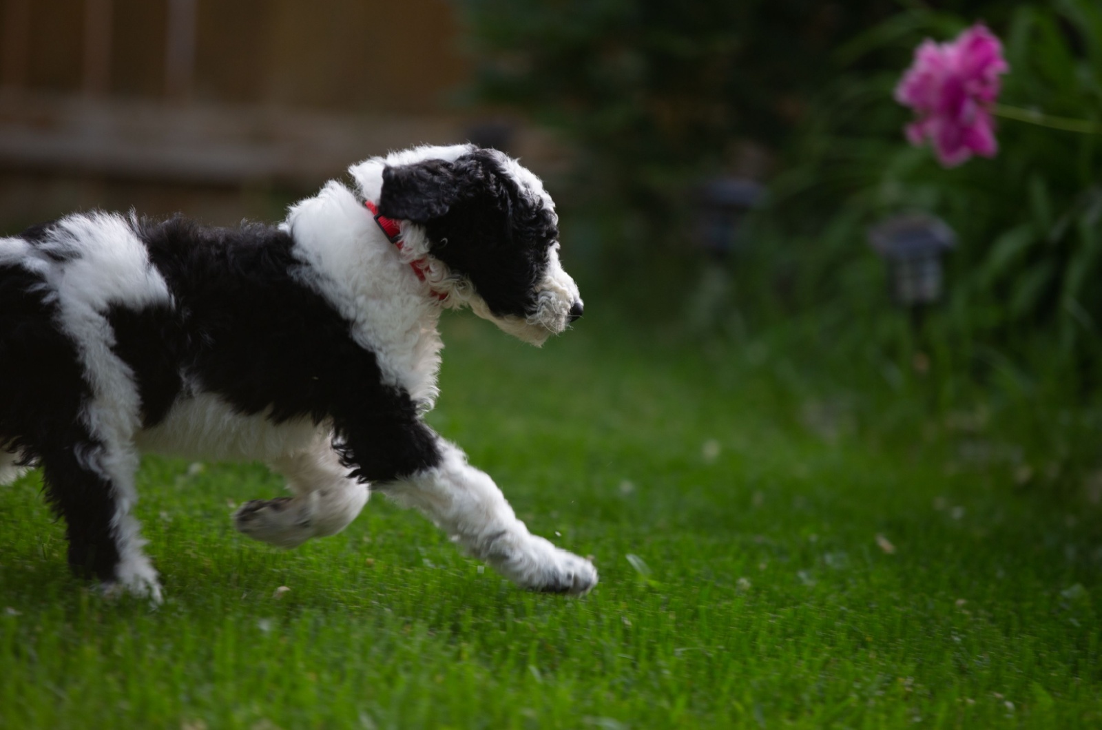 sheepadoodle in garden