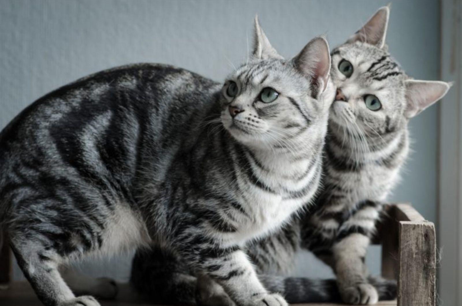 shorthair cats