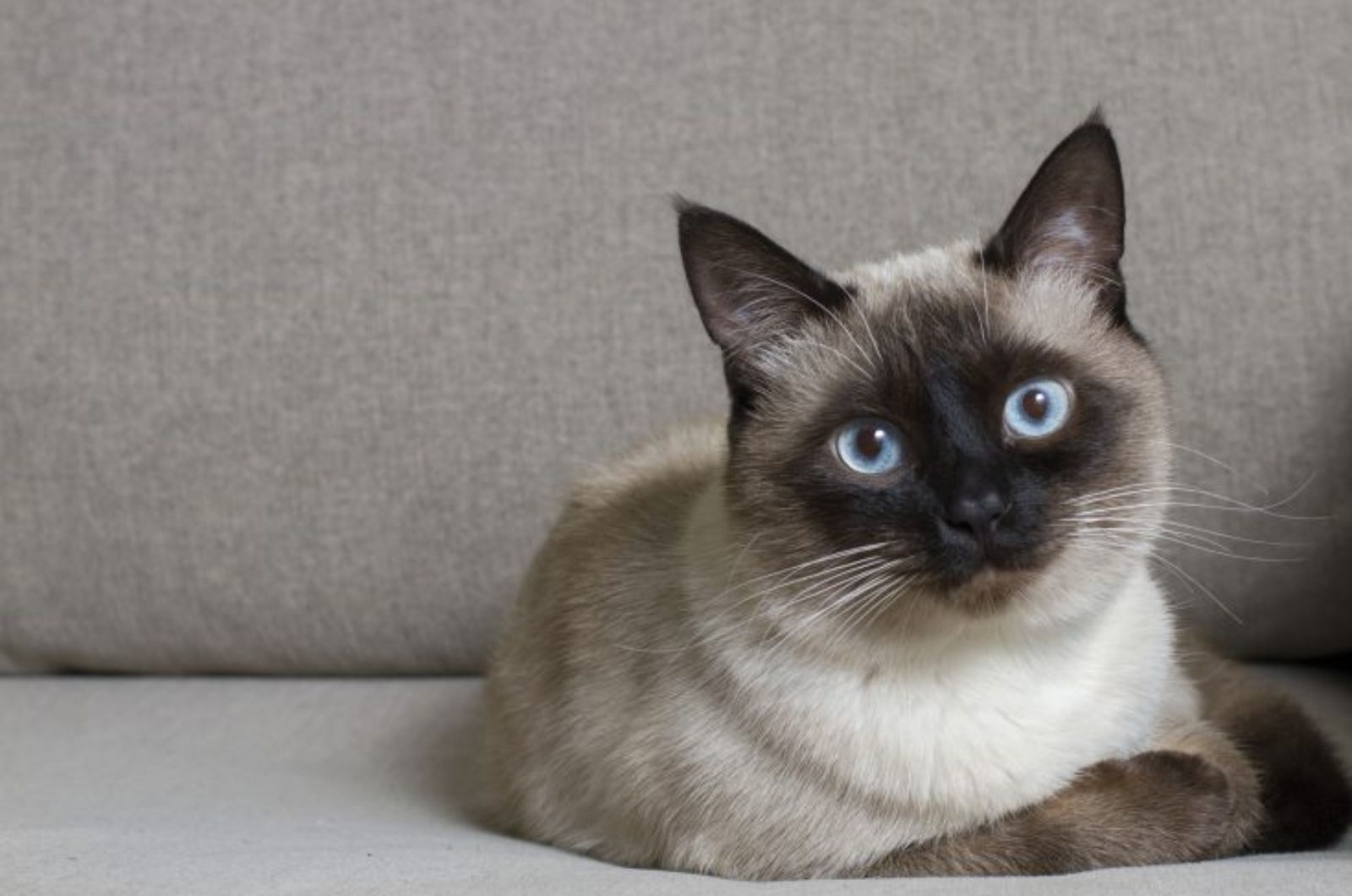 siamese cat with blue eyes