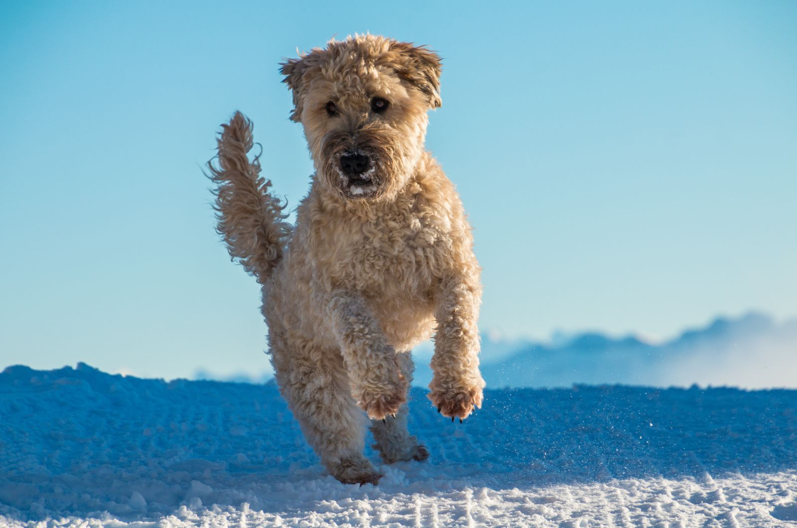 soft coated terrier